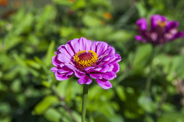 Obraz premium Цветок