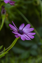 Fototapeta premium beautiful purple daisy on a sunny day