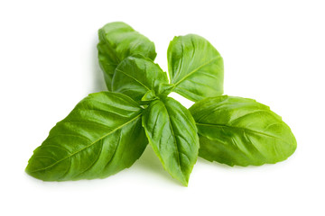 Green basil leaves