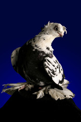 Dove studio shooting on a dark blue background.