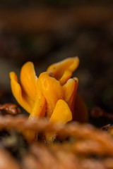 Spathularia flavida fungus
