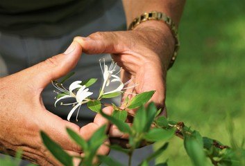 A bunch of Japanese Honey Suckle (Lonicera japonica) is in the male hands with  heart shape symbol on the garden background, Summer in GA USA.