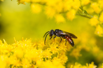 Sphecodes species bee