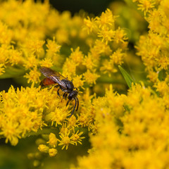 Sphecodes species solitary bee