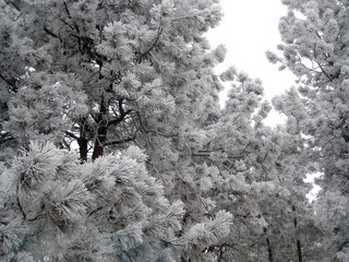 Frosty Pines