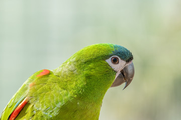 Northern red-shouldered macaw