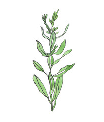 Watercolor green branch of leaves wild plant