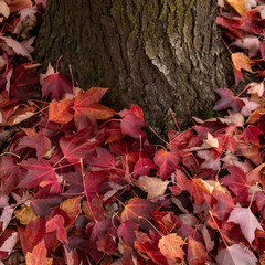 American Red Maple Leaves under Tree during Fall