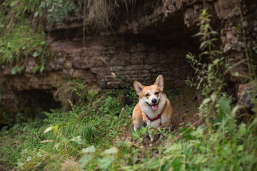Naklejka na ściany i meble The dog walks near the cave Welsh Corgi Pembroke