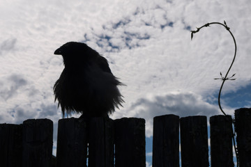 ruffled crow Varya