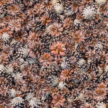 seamless texture carpet of pine cones