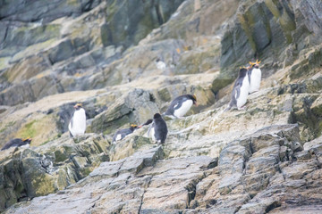 penguin in the arctic