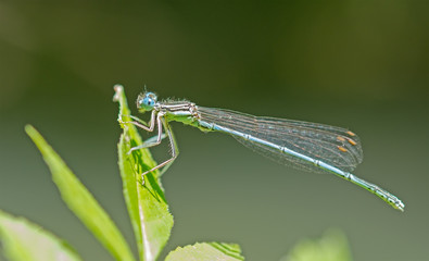 dragon-fly sits on a tree