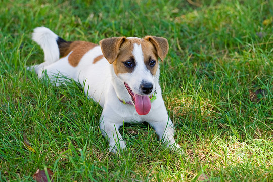 Jack Russell lays on a green grass