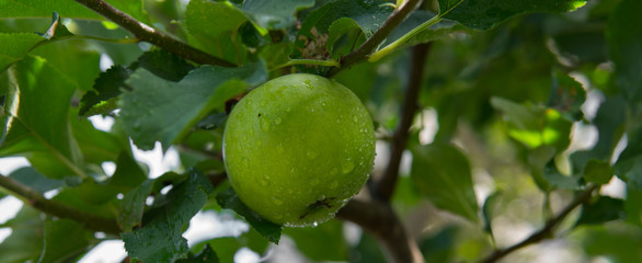 green apples after rain