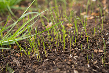 leafs of new lawn