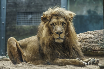 wild lion male is chilling in the savanna sun