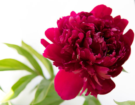 peony flowers isolated over white