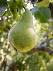 unripe autumn pear hanging in the tree