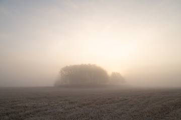 Autumn field in dense morning fog with the sun rising from behind an island of trees.