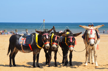 Beach Donkeys at Mablethorpe