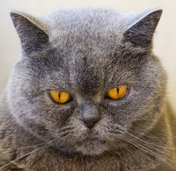 british shorthair cat closeup