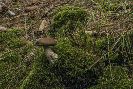 Boletus mushroom near river in west Bohemia
