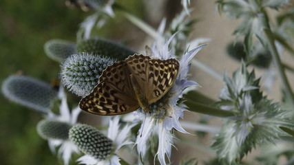 Fototapeta Szary motyl na kwiecie osetnicy. obraz