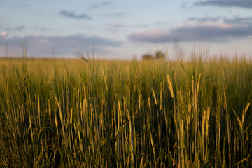 Naklejka premium rye in the field