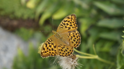 Fototapeta Nakrapiany pomarańczowy moty na kwiecie pośród traw. obraz