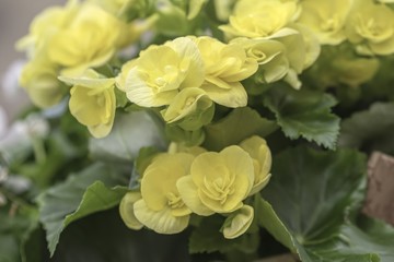 yellow begonia flower in spring