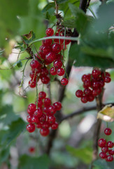 redcurrants on a bush