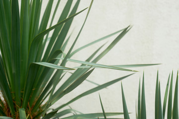 Southern palm or dracaena against a white textured wall. Southern vegetation, botany