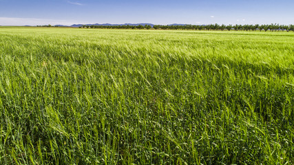 Campos de cebada y almendros