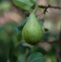 pear fruit on a tree