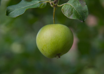 green apple