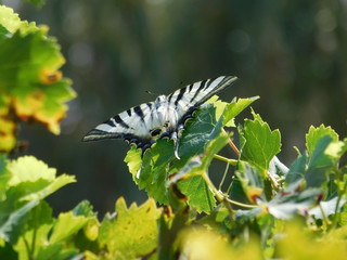 Papillon