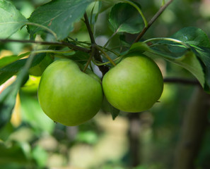 green apple