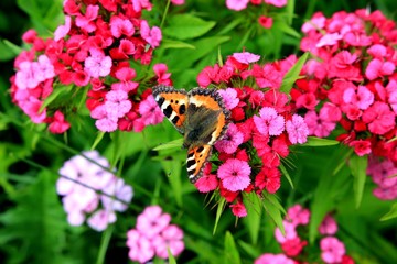 Красивые бабочки