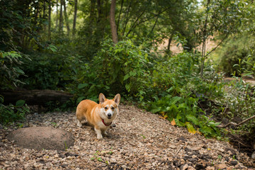 A dog walks in the woods Welsh Corgi Pembroke
