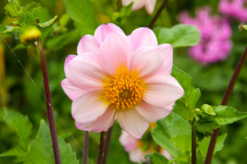 Vivid dahlia in summer garden with green background