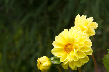 Vivid dahlia in summer garden with green background