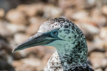 Young Gannet