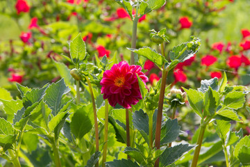 Vivid dahlia in summer garden with green background