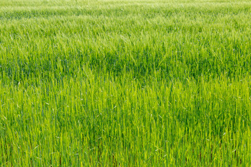 A full frame photograph of young green wheat, growing in a field in Sussex