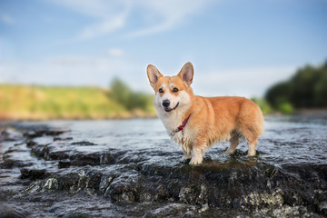 Naklejka na ściany i meble The dog at the waterfall On the river Welsh Corgi Pembroke