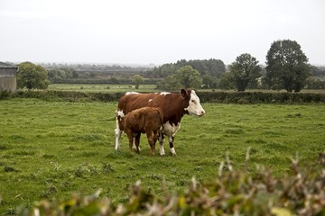 Naklejka na ściany i meble A cow and calf standing in a field
