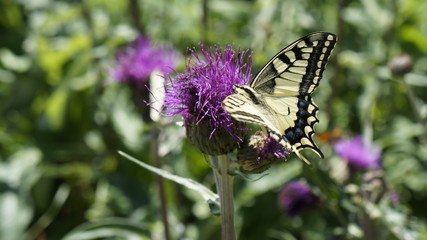 Fototapeta Motyl na fioletowym kwiecie osetu. obraz