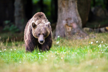 Dangerous brown bear