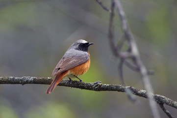 Common redstart sits on an oak tree during the breeding season in the natural habitat.